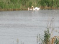 Camargue Aventure © Droits libres