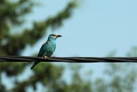 Oiseau en Camargue © Droits libres