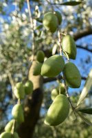 Récolte de Lucques. La reine des olives est cueillie à la main en septembre. © Domaine de l'Oulivie