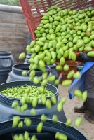 Récolte d'olives Lucques. Après la cueillette, le calibrage puis la mise en fûts © Domaine de l'Oulivie