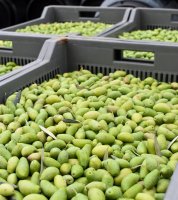 Récolte d'olives Lucques en septembre. © Domaine de l'Oulivie