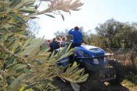 Balade en tracteur dans l'oliveraie © Régis Domergue