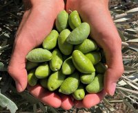 Olives Lucques - récolte manuelle © Domaine L'Oulivie