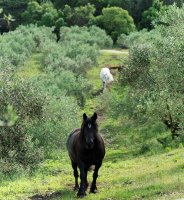 Les chevaux pâturent dans l'oliveraie © Henri COMTE