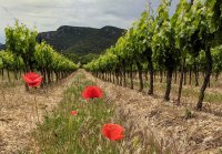 VineyardDownRowWithPoppies © Domaine Terre des 2 sources