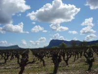 Paysage de vignes près du mas © Gîtes de France