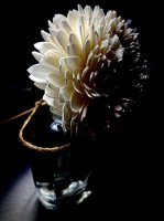 photo fleur racine de tapioca © Olfactifia